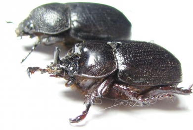 Cyphonistes sp., pair  South Africa Rep. - INSECTS-STORE.RU