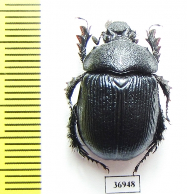 Enoplotrupes bieti, female  China - INSECTS-STORE.RU