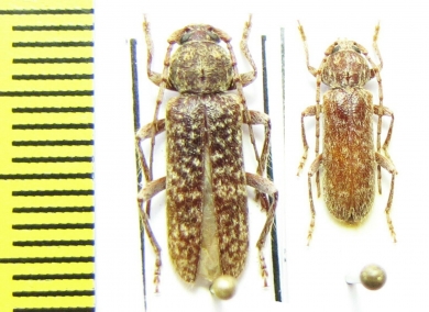 Trichoferus fasciculatus senex  Spain, Fuerteventura isl. - INSECTS-STORE.RU