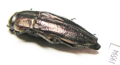 Sphenoptera sp.  Iran, E.Azerbaijan prov. - INSECTS-STORE.RU