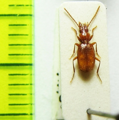 Duvalius microphthalmus  Slovakia - INSECTS-STORE.RU