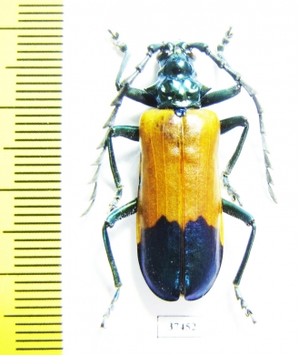 Dorcasomus delegorguei, male  South Africa Rep.  - INSECTS-STORE.RU