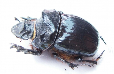 Heliocopris myrmidon, male  Uganda - INSECTS-STORE.RU