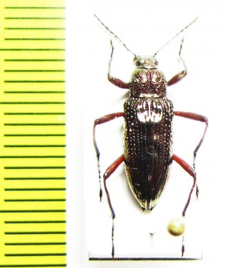 Tenebrionidae sp.  Malaysia, Borneo - INSECTS-STORE.RU