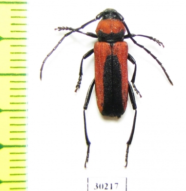 Purpuricenus neocaucasicus, female  Russia, Krasnodar reg. - INSECTS-STORE.RU