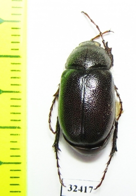 Melolonthinae sp.  South Africa Rep. - INSECTS-STORE.RU