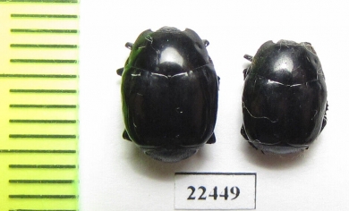 Histeridae sp.  Peru - INSECTS-STORE.RU