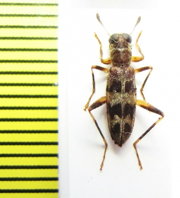 Cleridae sp. Indonesia, Sumatra - INSECTS-STORE.RU
