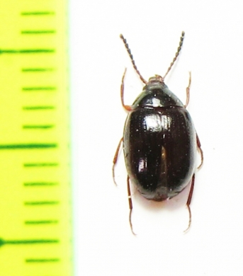 Tenebrionidae sp.  Malaysia - INSECTS-STORE.RU