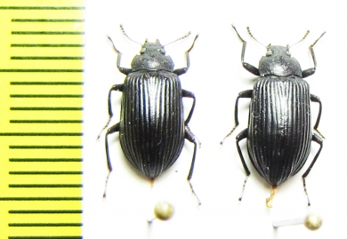 Tenebrionidae sp.  Malaysia, Borneo - INSECTS-STORE.RU