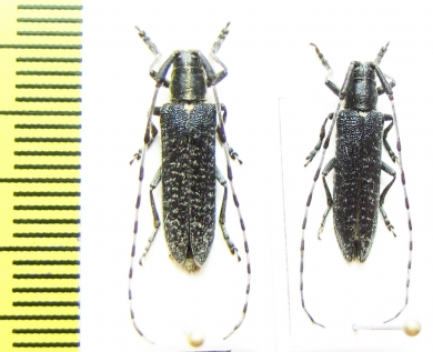 Agapanthia subchalybaea  Russia, Krasnodar reg. - INSECTS-STORE.RU