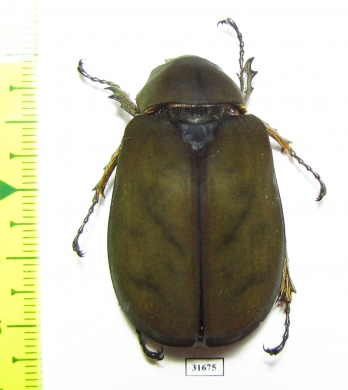 Melolonthinae sp.  China, Yunnan prov. - INSECTS-STORE.RU