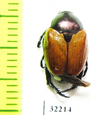 Rutelinae sp.  South Africa Rep. - INSECTS-STORE.RU