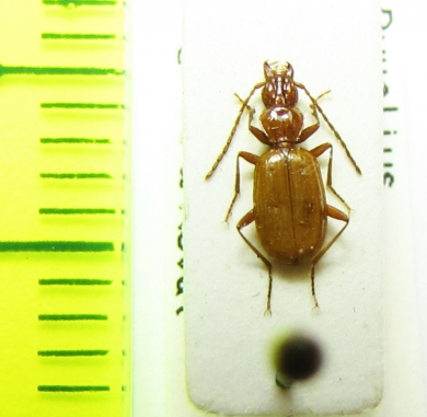 Duvalius arnoldii  Kirgizstan - INSECTS-STORE.RU