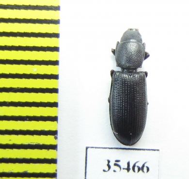Trogossitidae sp.  Mexico - INSECTS-STORE.RU