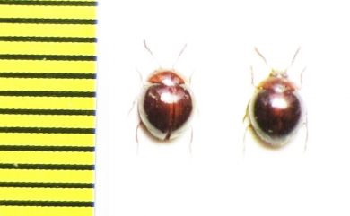 Tenebrionidae sp.  Malaysia, Borneo - INSECTS-STORE.RU
