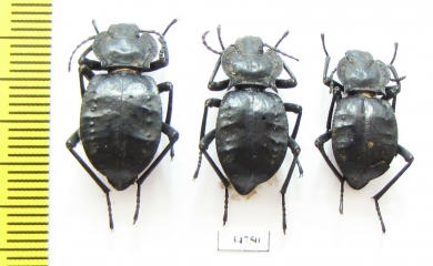 Akis bacarozzo  Spain, Minorka - INSECTS-STORE.RU