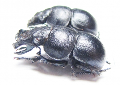 Lethrus cephalotes, pair  Kazakhstan - INSECTS-STORE.RU