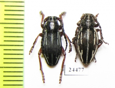 Dorcadion anatolicum, pair  Turkey - INSECTS-STORE.RU