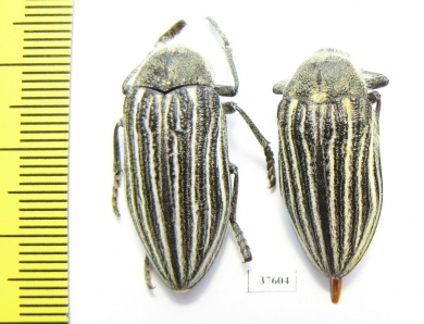 Julodis andreae  Armenia - INSECTS-STORE.RU