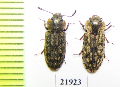 Trogossitidae sp.  New Caledonia - INSECTS-STORE.RU