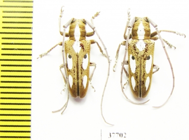 Prosopocera sp.  South Africa Rep. - INSECTS-STORE.RU