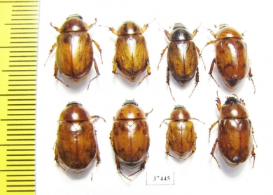 Cyclocephala sp.  Peru - INSECTS-STORE.RU