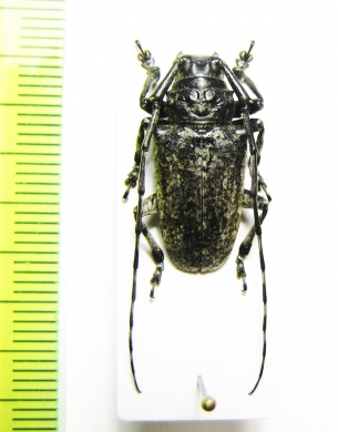 Coptops annulipes  Thailand - INSECTS-STORE.RU