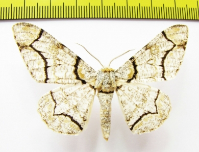 Geometridae sp.  Nepal - INSECTS-STORE.RU