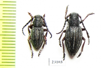 Dorcadion rosti, pair  Georgia - INSECTS-STORE.RU