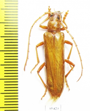 Cerambycidae sp.  Mexico - INSECTS-STORE.RU