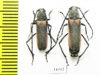 Anoplistes agababiani, pair  Armenia - INSECTS-STORE.RU