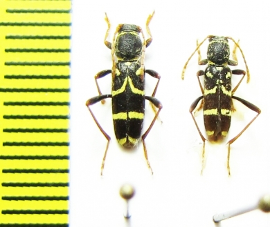Clytus rhamni bellieri  Italy - INSECTS-STORE.RU