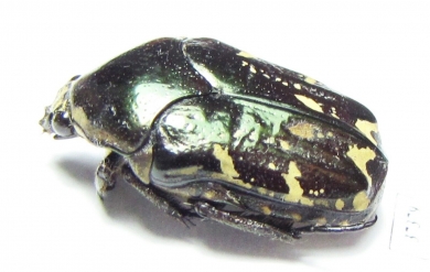Amithao decemguttata?  Ecuador - INSECTS-STORE.RU