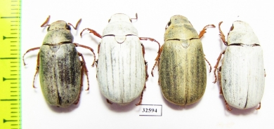 Melolonthinae sp., pair  China, Guangxi prov. - INSECTS-STORE.RU
