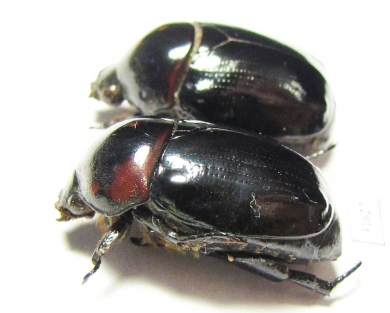 Parastasia sp.  Indonesia, Ceram isl. - INSECTS-STORE.RU