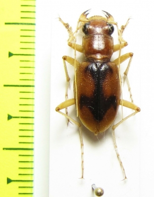 Megacephala cruciata, male  Argentina - INSECTS-STORE.RU