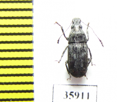 Anthribidae sp.  Tanzania - INSECTS-STORE.RU