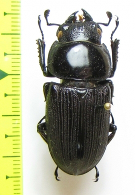 Lucanidae sp.  Philippines - INSECTS-STORE.RU
