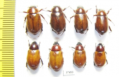 Cyclocephala sp.  Peru - INSECTS-STORE.RU
