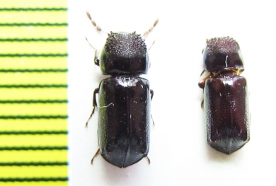 Bostrichidae sp.  Indonesia, Papua - INSECTS-STORE.RU