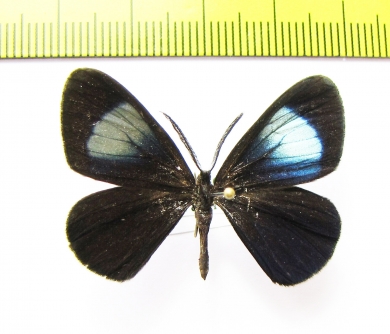 Sangala alcera  Peru - INSECTS-STORE.RU