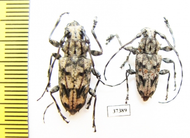 Cerambycidae sp.  Ecuador - INSECTS-STORE.RU
