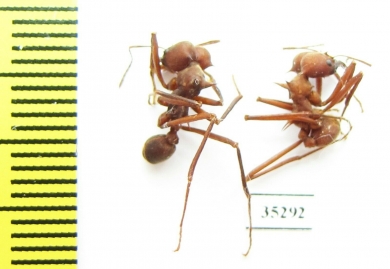 Formicidae sp.  Panama - INSECTS-STORE.RU
