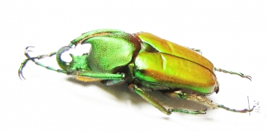 Theodosia perakensis  Malaysia 25mm - INSECTS-STORE.RU