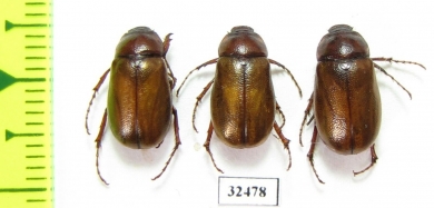 Melolonthinae sp.  South Africa Rep. - INSECTS-STORE.RU