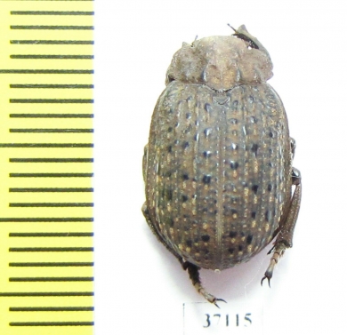 Trogidae sp.  South Africa Rep. - INSECTS-STORE.RU
