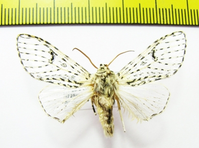 Erebidae sp.  Bolivia - INSECTS-STORE.RU