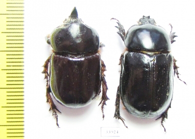 Xyloryctes ? lobicollis, pair  Panama - INSECTS-STORE.RU