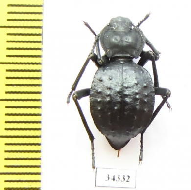 Akis tingitana  Morocco - INSECTS-STORE.RU
